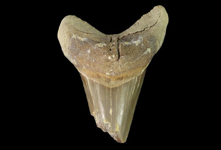 Fossil Shark (Cretoxyrhina) Tooth - Kansas #142948